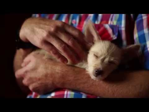 Video: Sieni-infektio (histoplasmoosi) Koirilla