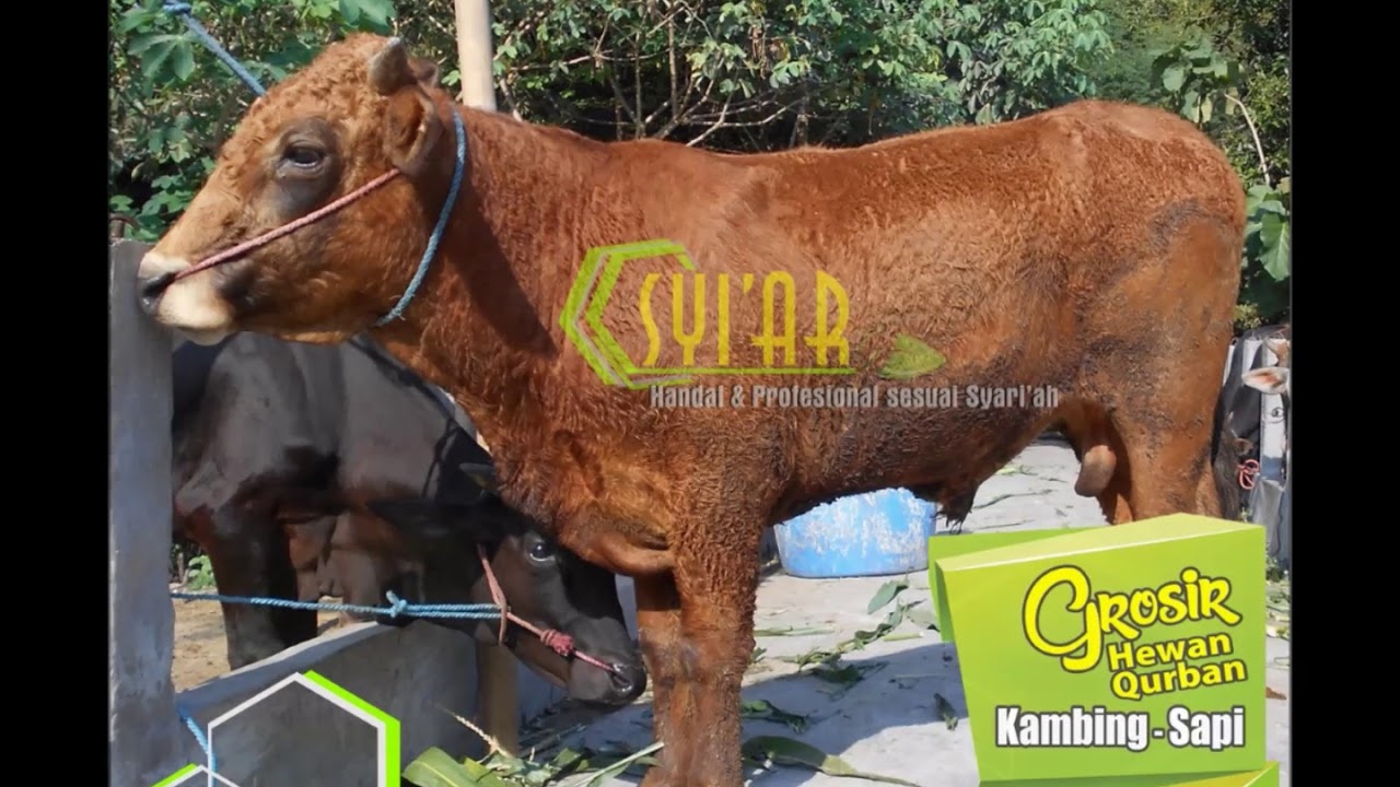 Jual Sapi Qurban Murah Surabaya | 0851 0388 8802 (Telkomsel) - YouTube