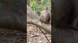 #Monkeys  #ASMRMongkey #Monkeyeating #Веселая Обезьяна #Обезьяна ест / #Обезьяны   #shorts