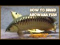 How to Breed Arowana at Home Aquarium | Step by Step Guide