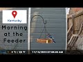 Feathered Morning: Beautiful Bird Feeder Footage to Start Your Day