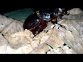 TRIP ENDAU ROMPIN DD RHINO BEETLE