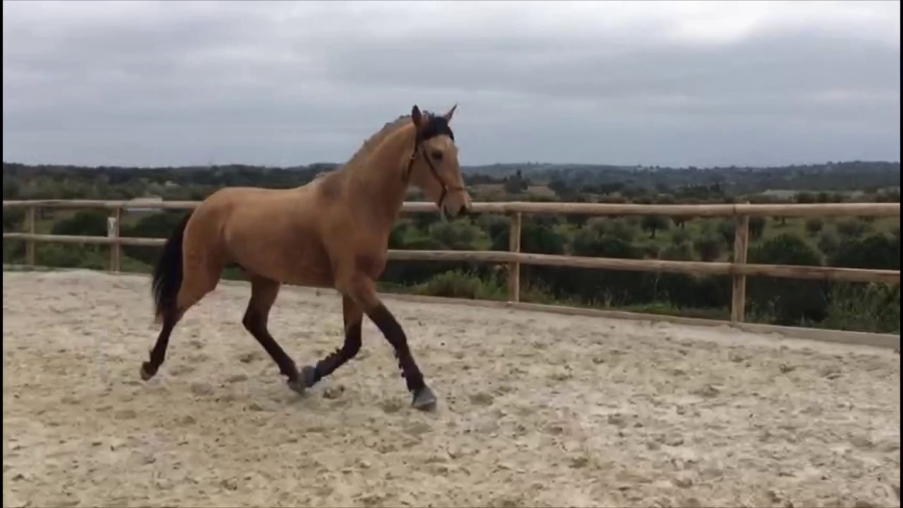 Makkelijk te begrijpen Handvol Heel veel goeds Te koop | Clairmont Stables