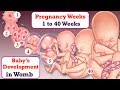 Week by week baby development in womb || Lifecycle of baby in womb from Week 1 till Week 40