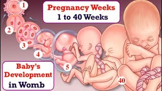 Week by week baby development in womb || Lifecycle of baby in womb from Week 1 till Week 40