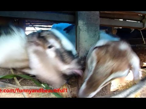 funny-billy-goat-yelling-weird-sounds-at-nanny-goat