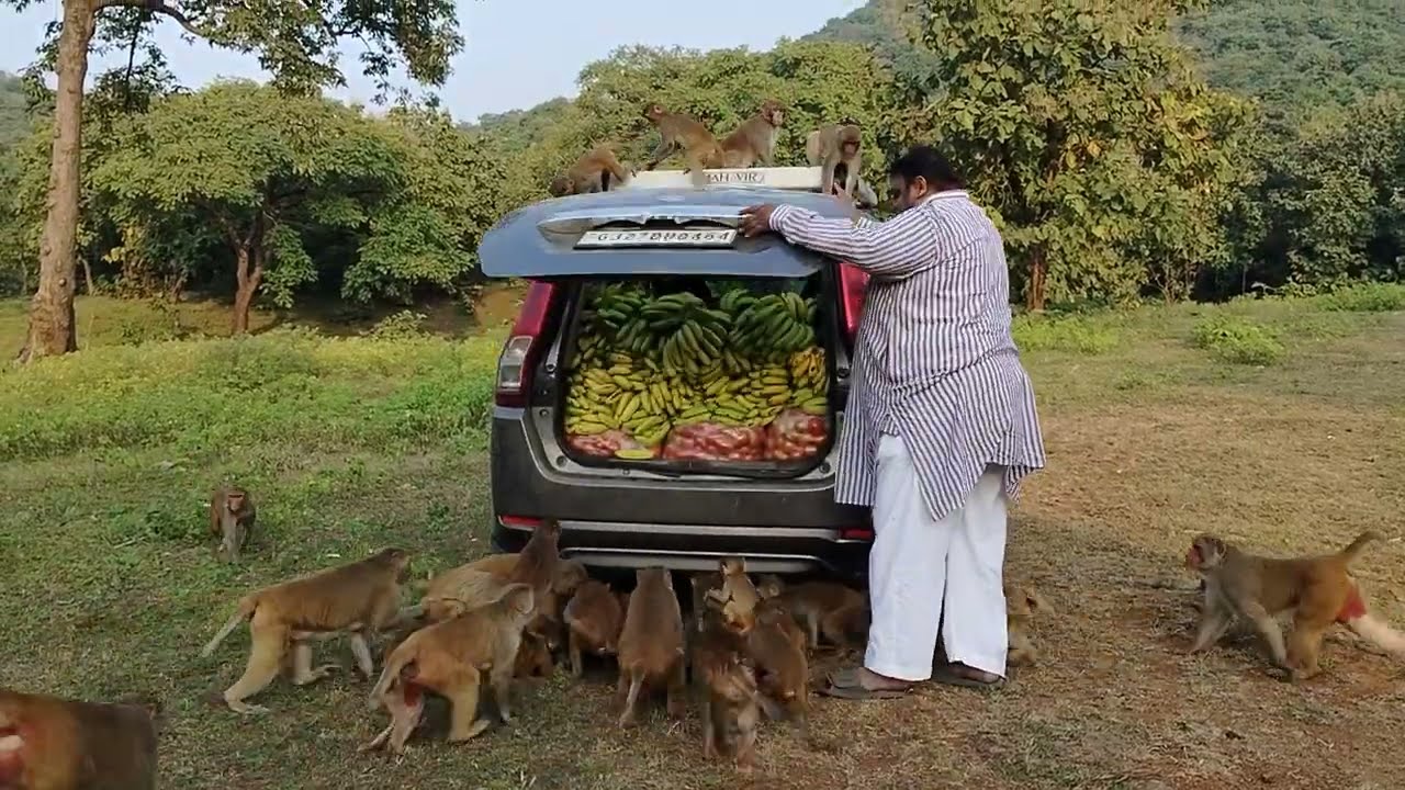 🍌🍌🍌🍌🍌🍌🍌🍌🍅🍅🍅🍅🍅🍅🍅🙏jay siyaram 🙏 ll swapnil soni Animal lover ll