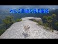 【犬のおもしろ動画】　山を犬とお散歩　A walk with a dog
