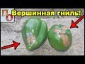 Вершинная гниль на перце. Что делать.