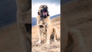 REAL POWER  ' TURKISH KANGAL DOG' #shorts