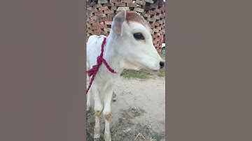 #cow #funny #comedy #animals #cute #viral #trending #song #short #dance #duet #dj #reels #goat #edit