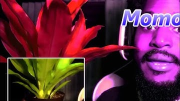 CoryxKenshin Momo The Plant Intro (Original video link in desc)
