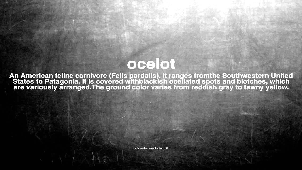 What does ocelot mean - YouTube