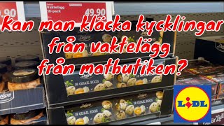 Kan man kläcka kycklingar av vaktelägg från matbutiken?