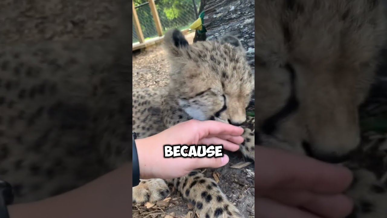 Cheetahs Don T Roar They Meow 