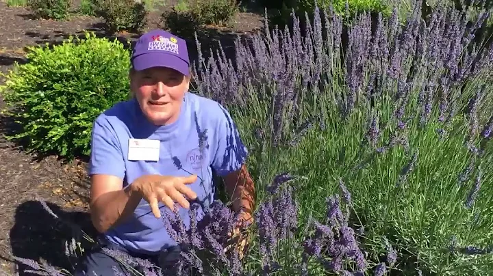 Lavender: Queen of the Herbs!