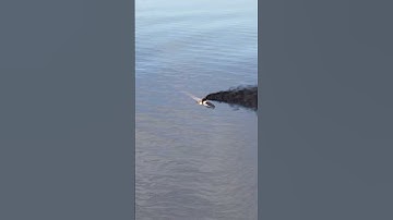 Самонаводящаяся ракета #rust #раст  #rustshorts  #shorts #rustclips  #rustmoments #rustpvp #rustraid