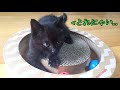 理不尽な？おもちゃに大苦戦する仔猫 / A kitten struggling with unreasonable toys【保護13日目】