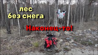 Лес без снега наконец-то!