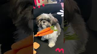 Is Your Dog Missing Out On These Healthy Human Foods? Resimi