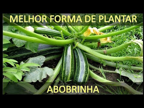 Vídeo: 3 maneiras de cuidar das plantas