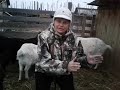 Сколько козы дают молоко?🐐
