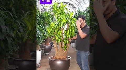 Cây thiết mộc lan