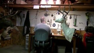 Mule Deer taxidermy Time lapse