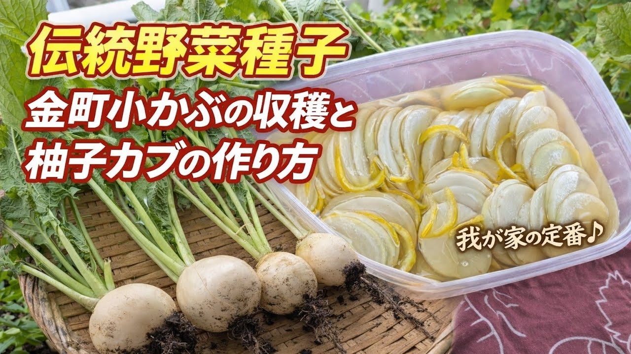 【ベランダ菜園のある暮らし】ベランダから台所へ｜我が家の定番 金町小かぶの収穫と柚子かぶの作り方♪