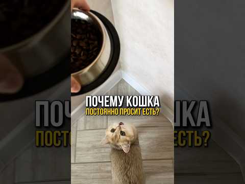 Почему кошка постоянно просит есть?🐈 #кошка #кот #кошки #котенок #коты