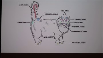 Cat Pheromones (2018)