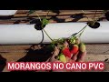 MORANGOS NO CANO COM APENAS 50 DIAS