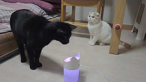 Watch the video about Cute cat daily vlog video