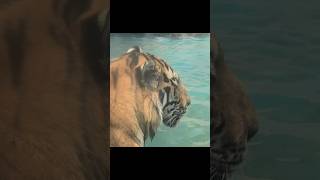 (4K) 좌욕 시베리아 호랑이 백두 2024.08.03 #shorts #shortvideo #riger