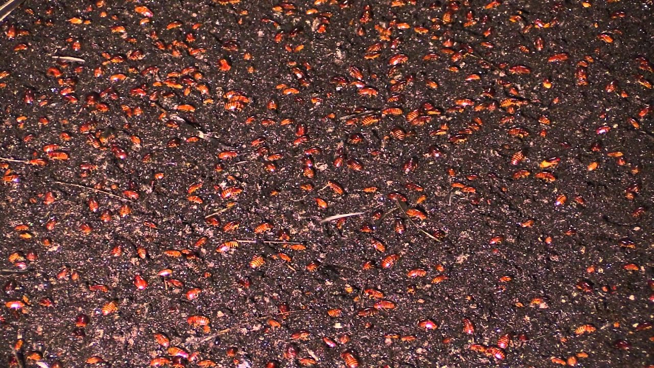 The tough competition for resources in the Gomantong Caves - YouTube