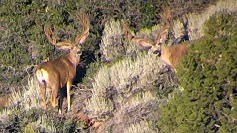 Utah 2013 Sportsmans Mule Deer Tag:   The High's & The Low's