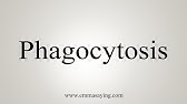 How To Say Macrophages Youtube