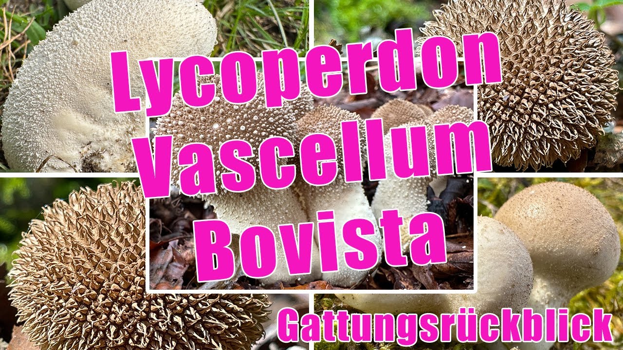 Stäublinge, Boviste | Wiesen-, Flaschen-, Beutel- & Igelstäubling, Zwergbovist | Lycoperdon, Bovista