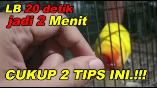 TIPS PERFORMA LOVEBIRD BETINA DURASI PENJANG