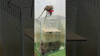 Best Mouse Trap Ideabest Spinning Mouse Trap