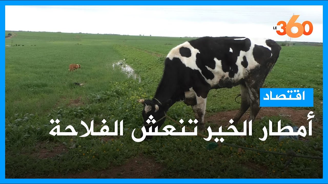 انتعاش الفلاحة مع التساقطات المطرية الأخيرة