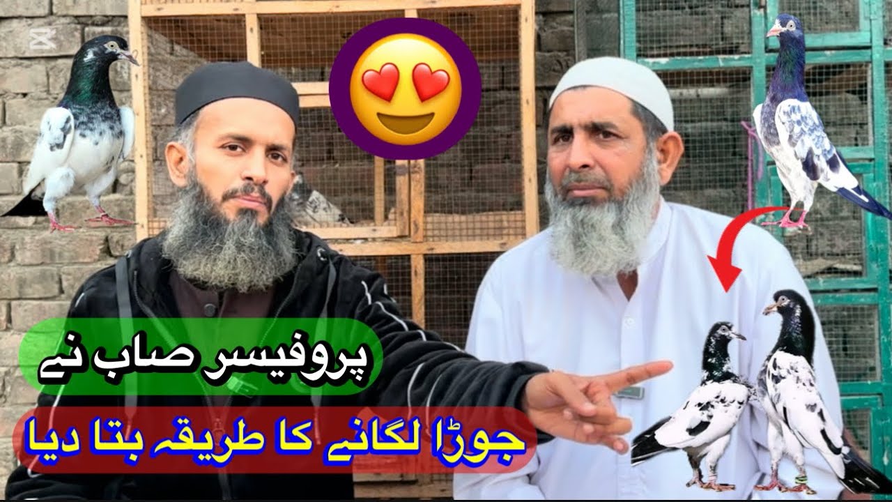 Professor Sahab ne kabootar ka jora lagany ka tarika bata dia😱