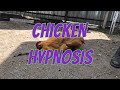 Самый быстрый гипноз кур, Очень легко обездвижил петуха, chicken hypnosis / дневник птицевода гипноз