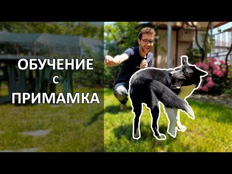 Видео: Как да изберем добро кученце