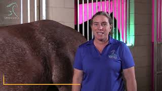 The Equine Sacroiliac Joint