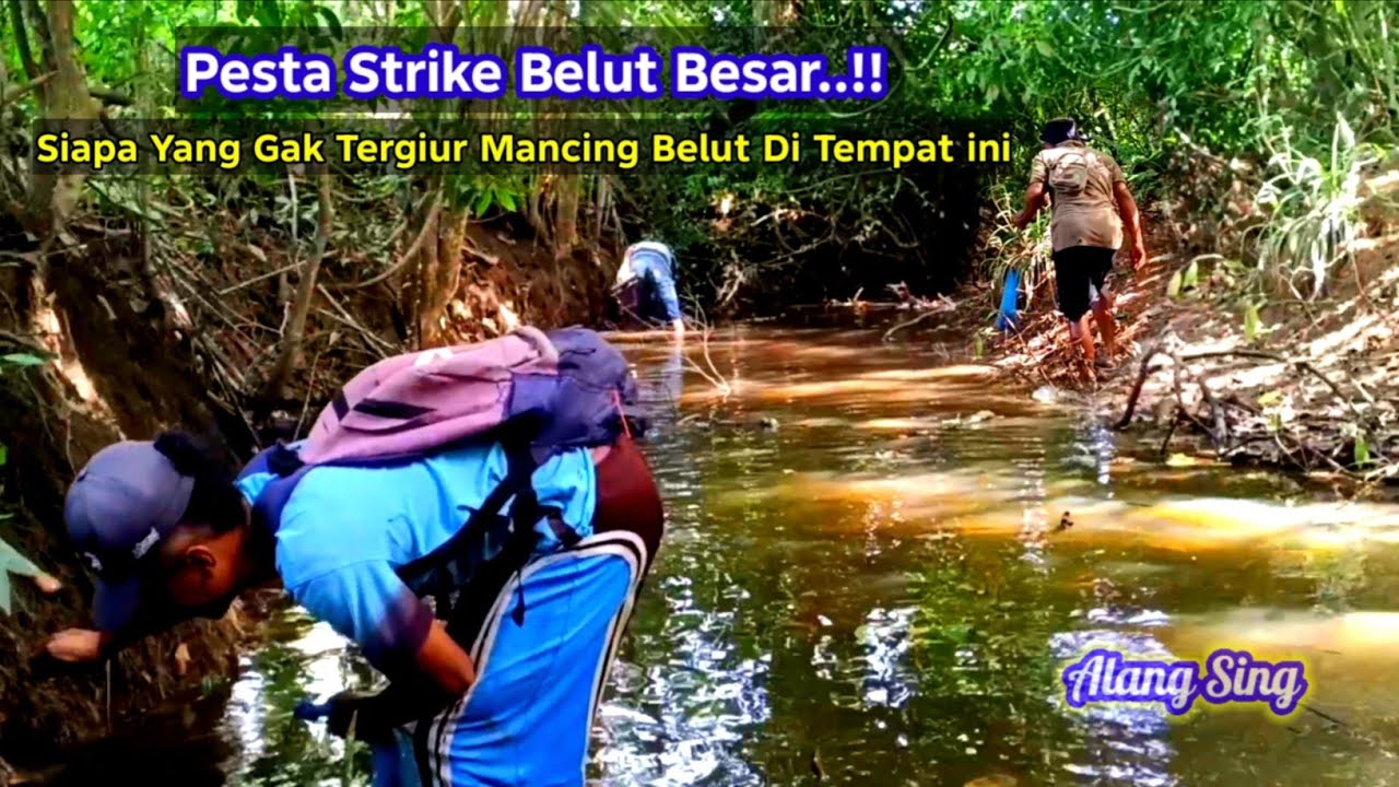 PESTA STRIKE BELUT BESAR❗SIAPA YG GAK TERGODA MANCING BELUT DI SINI, BELUTNYA MELIMPAH DAN BESAR²