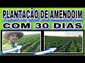 PLANTAÇÃO DE AMENDOIM COM 30 DIAS