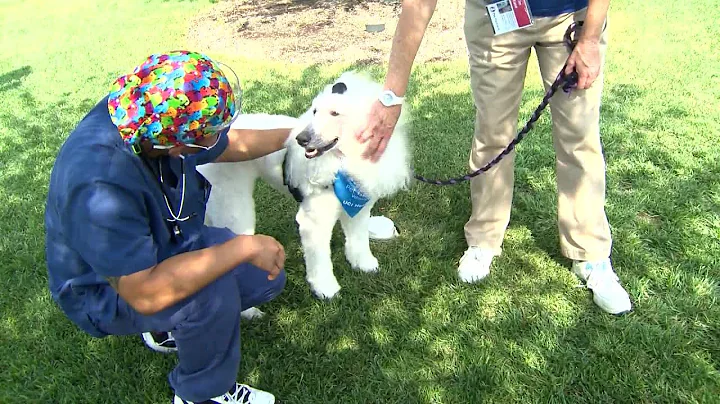 Pet Therapy Program Helps Reduce Stress To Healthcare Workers On Frontlines Of Pandemic