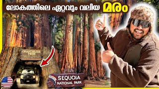 Sequoia🇺🇸BIGGEST TREE IN THE WORLD| Sequoia NATIONAL PARK BY TRAVELISTA #usa #travelista
