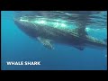 Swimming with whale sharks